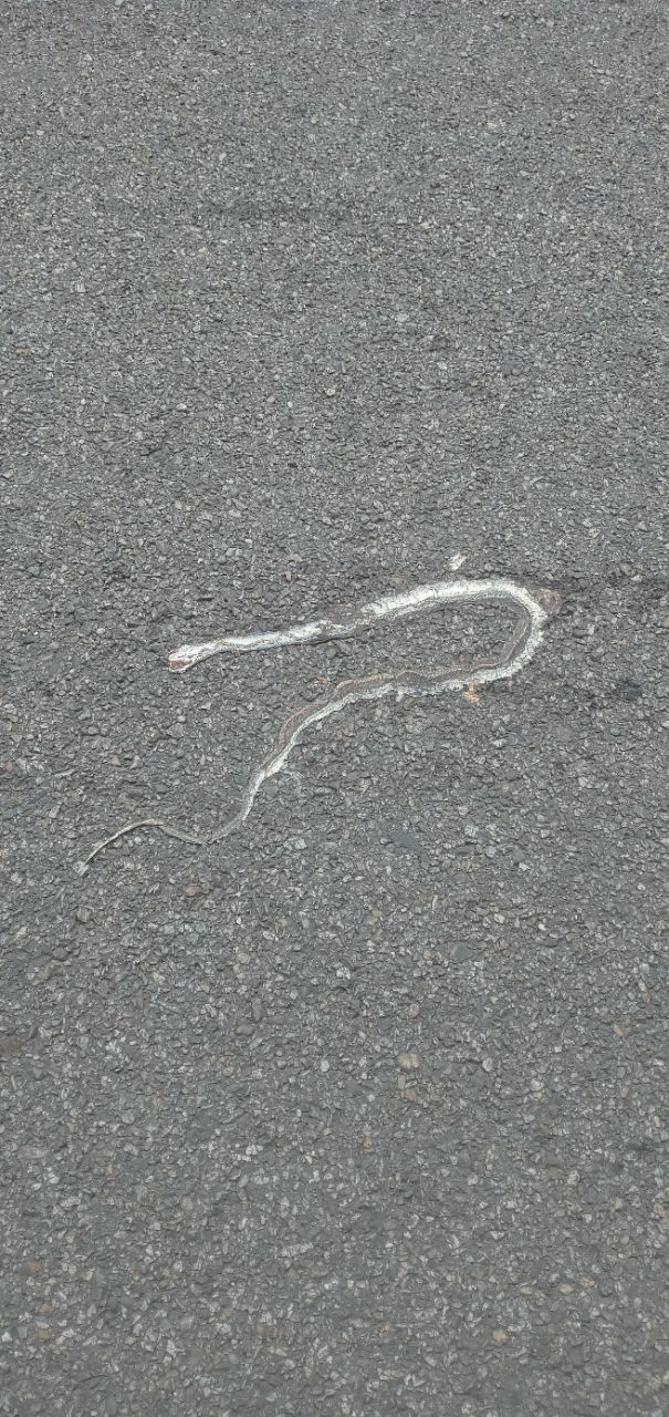 Common krait snake