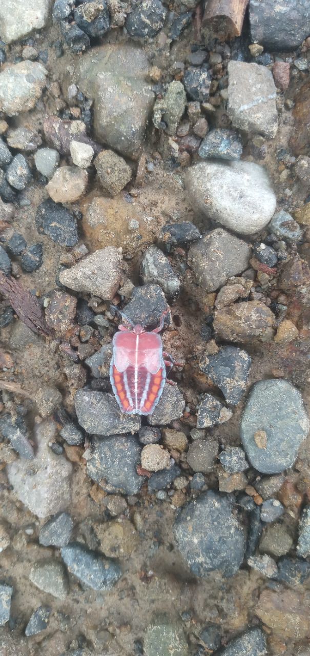 Lychee giant stink bug