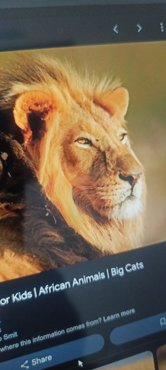 Lion