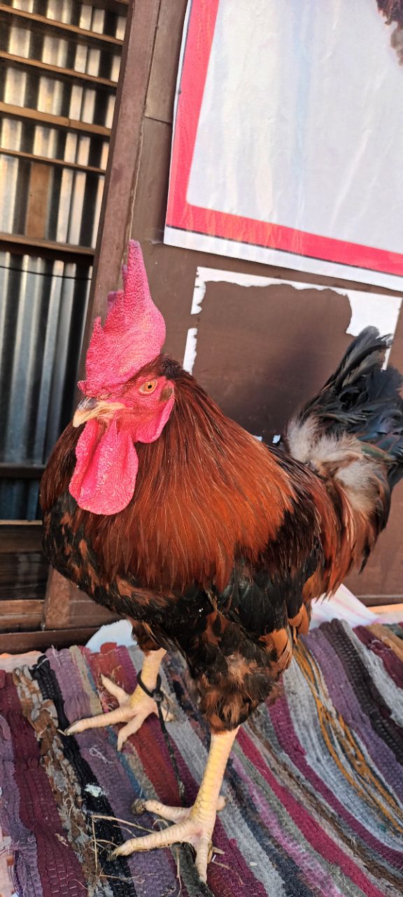 मुर्गा