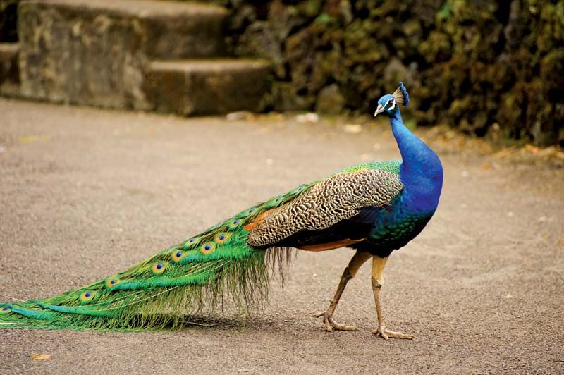मोर