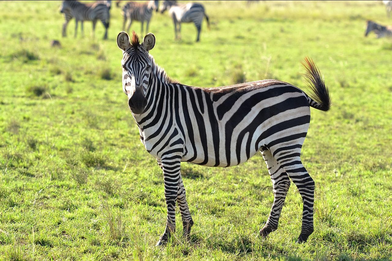 Zebra