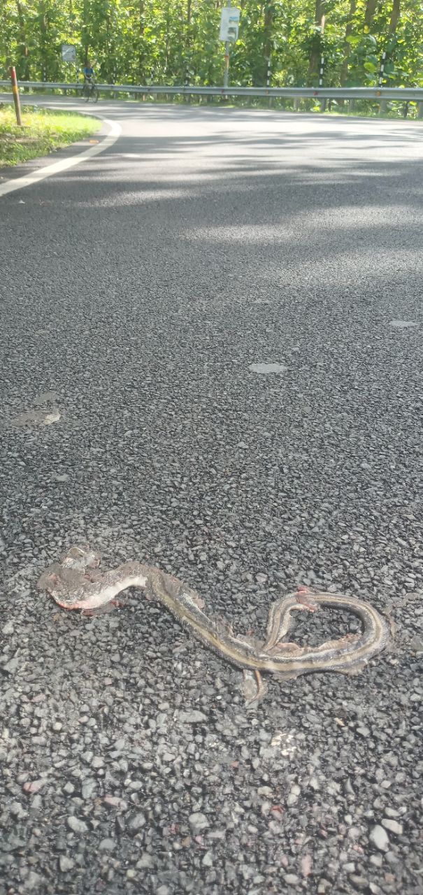 Snake