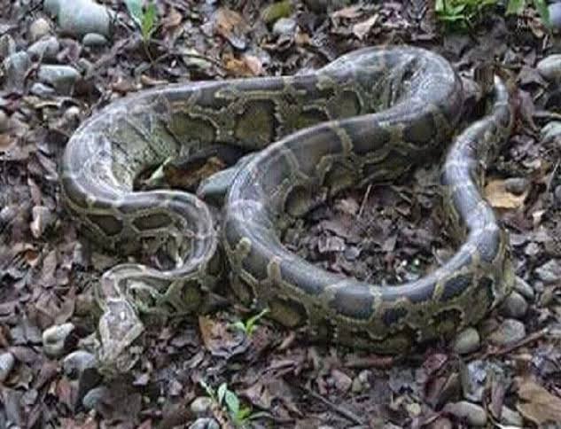 Indian python